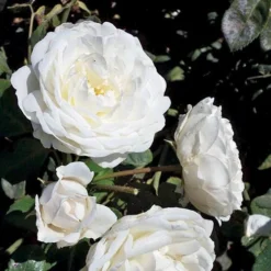 Cloud 10™ Climbing Rose 5 Cloud 10™ Climbing Rose -Great Garden Plants Shop rosa cloud 10 3 P sw