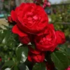 Florentina™ Climbing Rose