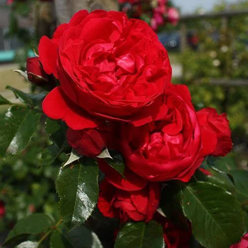 Florentina™ Climbing Rose 1 Florentina™ Climbing Rose