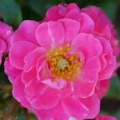 Oso Easy® Double Pink Rose -Great Garden Plants Shop rosa oso easy double pink 1 P