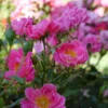 Oso Easy® Double Pink Rose
