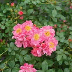 Oso Easy® Double Pink Rose -Great Garden Plants Shop rosa oso easy double pink 3 P