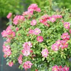 Oso Easy® Double Pink Rose -Great Garden Plants Shop rosa oso easy double pink 5 P