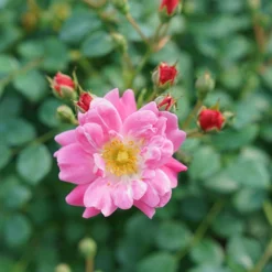 Oso Easy® Double Pink Rose -Great Garden Plants Shop rosa oso easy double pink 6 P
