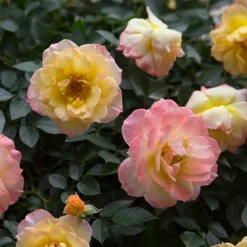 Oso Easy Italian Ice® Rose 8 Oso Easy Italian Ice® Rose -Great Garden Plants Shop rosa oso easy italian ice 2 P
