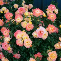 Oso Easy Italian Ice® Rose 7 Oso Easy Italian Ice® Rose -Great Garden Plants Shop rosa oso easy italian ice 3 P