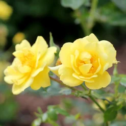 Oso Easy® Rose Collection 9 Oso Easy® Rose Collection -Great Garden Plants Shop rosa oso easy lemon zest 4