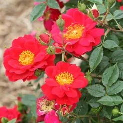 Oso Easy Urban Legend® Rose -Great Garden Plants Shop rosa oso easy urban legend 2 P