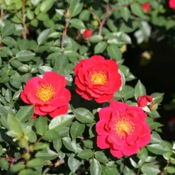 Oso Easy Urban Legend® Rose -Great Garden Plants Shop rosa oso easy urban legend 4 P