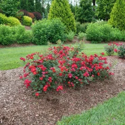 Oso Easy Urban Legend® Rose -Great Garden Plants Shop rosa oso easy urban legend 5 P