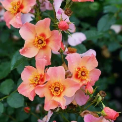 Ringo All-Star™ Rose -Great Garden Plants Shop rosa ringo all star 4 P