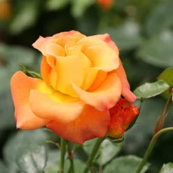 Suñorita® Rose -Great Garden Plants Shop rosa sunorita rose 3 P