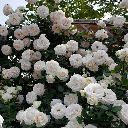White Eden® Climbing Rose 1 White Eden® Climbing Rose