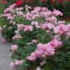 Blushing Knock Out® Rose