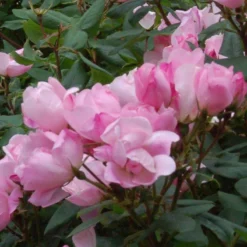 Blushing Knock Out® Rose -Great Garden Plants Shop rose blushing knock out 3 sw