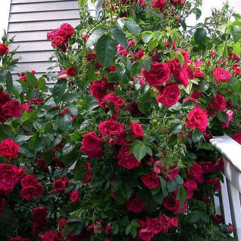 'Blaze' Climbing Rose 2 'Blaze' Climbing Rose - Image 2