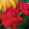 Double Knock Out® Rose