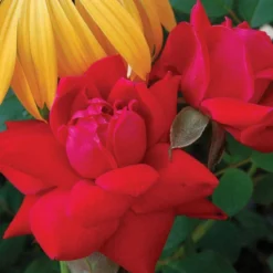 Double Knock OutĀ® Rose
