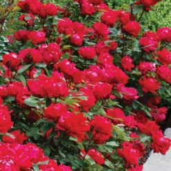 Double Knock Out® Rose 7 Double Knock Out® Rose -Great Garden Plants Shop rose double knock out 4 sw