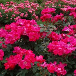 Knock Out® Rose -Great Garden Plants Shop rose knock out 3