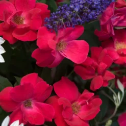 Knock Out® Rose -Great Garden Plants Shop rose knock out 4