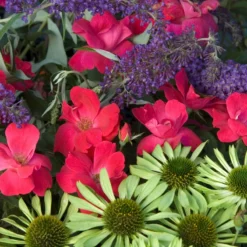 Knock Out® Rose -Great Garden Plants Shop rose knock out 7