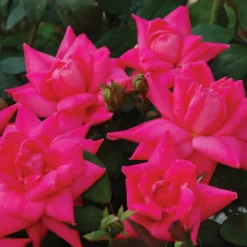 Pink Double Knock OutĀ® Rose