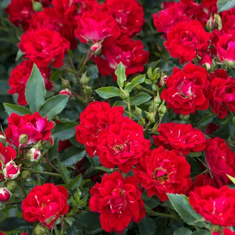 Red Drift® Rose 1 Red Drift® Rose