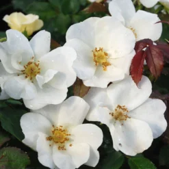 White Knock Out® Rose