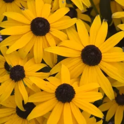 Butterfly Garden Collection 13 Butterfly Garden Collection -Great Garden Plants Shop rudbeckia goldsturm black eyed susan 1 b3037281 7c3f 4bff 9294 cd6e3503b693