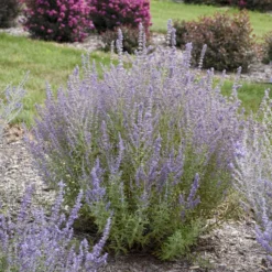 'Sage Advice' Russian Sage 6 'Sage Advice' Russian Sage -Great Garden Plants Shop sage advice russian sage 2