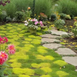 Irish Moss - Yellow -Great Garden Plants Shop sagina subulata aurea scotch moss 4