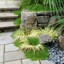 Irish Moss 6 Irish Moss -Great Garden Plants Shop sagina subulata irish moss 3