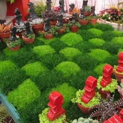 Irish Moss 7 Irish Moss -Great Garden Plants Shop sagina subulata irish moss 4