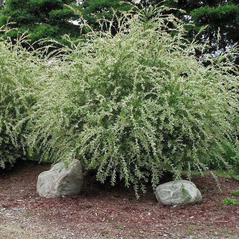 'Hakuro Nishiki' Dappled Willow 3 'Hakuro Nishiki' Dappled Willow - Image 3