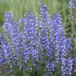 Color Spires® 'Azure Snow' Salvia -Great Garden Plants Shop salvia azure snow 4 sw