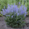 Color Spires® 'Azure Snow' Salvia