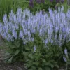 Color Spires® 'Crystal Blue' Salvia