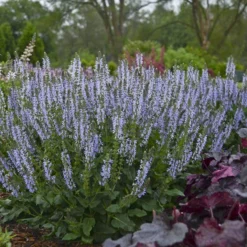 Color Spires® 'Crystal Blue' Salvia 7 Color Spires® 'Crystal Blue' Salvia -Great Garden Plants Shop salvia crystal blue 2 sw