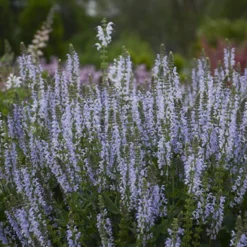 Color Spires® 'Crystal Blue' Salvia 8 Color Spires® 'Crystal Blue' Salvia -Great Garden Plants Shop salvia crystal blue 3 sw
