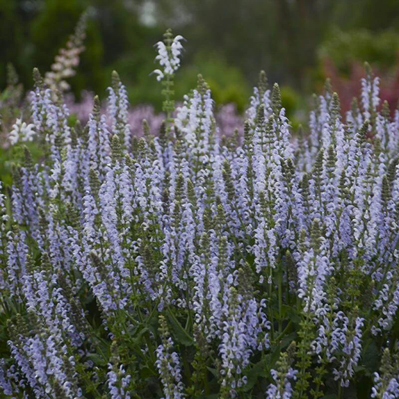 Color Spires® 'Crystal Blue' Salvia 4 Color Spires® 'Crystal Blue' Salvia - Image 4