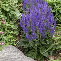 Color Spires® 'Indiglo Girl' Salvia 8 Color Spires® 'Indiglo Girl' Salvia -Great Garden Plants Shop salvia indiglo girl 1 sw