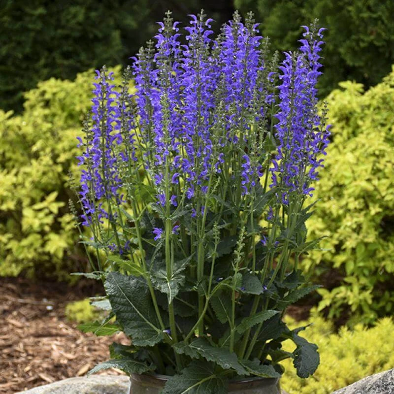 Color Spires® 'Indiglo Girl' Salvia 5 Color Spires® 'Indiglo Girl' Salvia - Image 5
