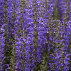 Color Spires® 'Indiglo Girl' Salvia 9 Color Spires® 'Indiglo Girl' Salvia -Great Garden Plants Shop salvia indiglo girl 4 sw
