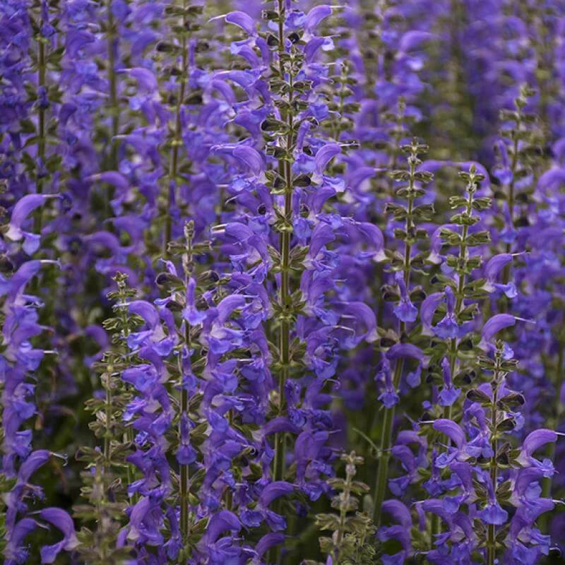 Color Spires® 'Indiglo Girl' Salvia 4 Color Spires® 'Indiglo Girl' Salvia - Image 4