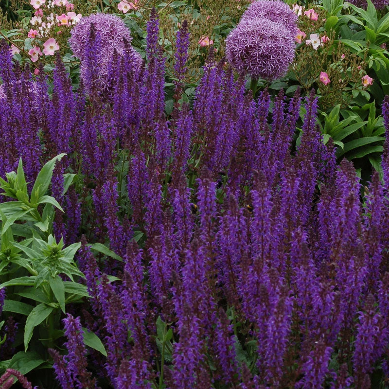 'May Night' Salvia 3 'May Night' Salvia - Image 3