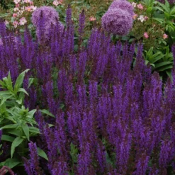 Bee Dazzled Pollinator Collection -Great Garden Plants Shop salvia may night 2 2e14355a 8c87 4c1a b2c4 614102b011f3