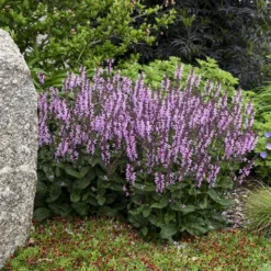 Color Spires® 'Pink Dawn' Salvia 7 Color Spires® 'Pink Dawn' Salvia -Great Garden Plants Shop salvia pink dawn 1 sw