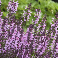 Color Spires® 'Pink Dawn' Salvia 8 Color Spires® 'Pink Dawn' Salvia -Great Garden Plants Shop salvia pink dawn 3 sw