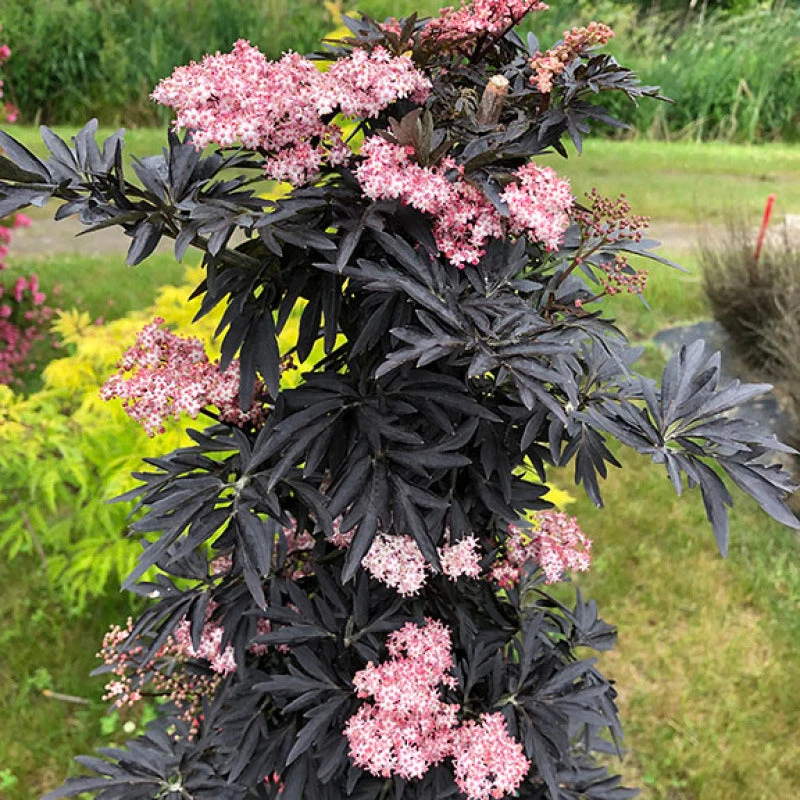 Laced Up® Elderberry 1 Laced Up® Elderberry